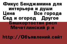 Фикус Бенджамина для интерьера и души › Цена ­ 2 900 - Все города Сад и огород » Другое   . Башкортостан респ.,Мечетлинский р-н